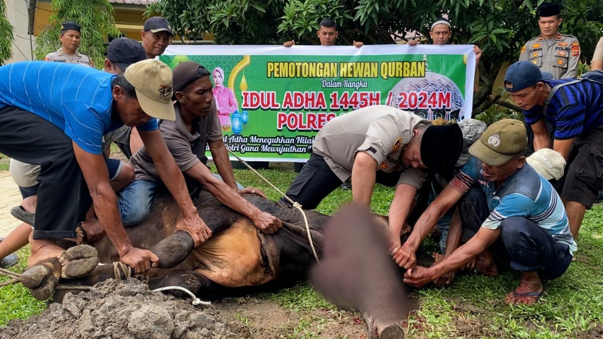 Polres Langkat Potong Hewan Kurban 9 Ekor Lembu dan 8 Ekor Kambing Di Halaman Masjid Darussalam Polres Langkat.